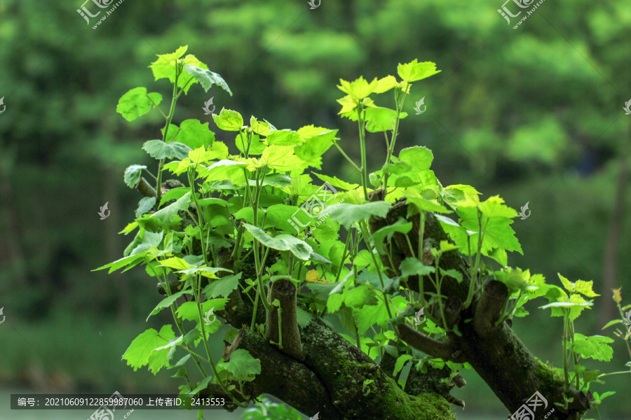 绿色植物背景