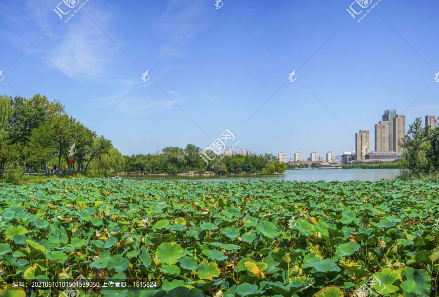 天津水上公园荷塘大画幅