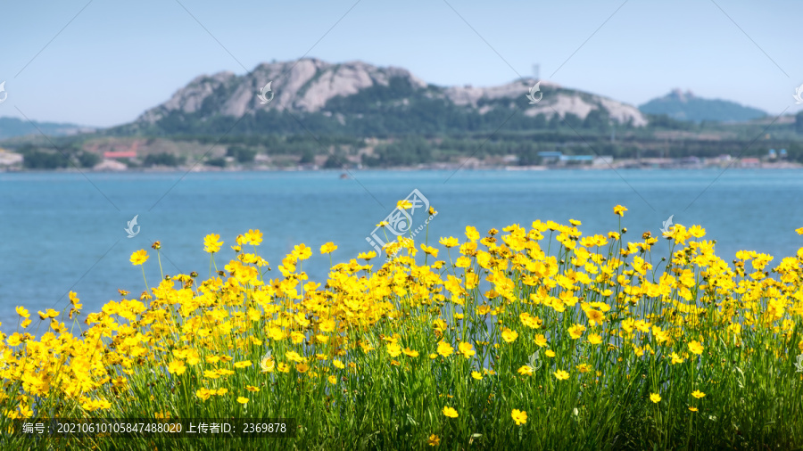 海邊盛開的金雞菊花