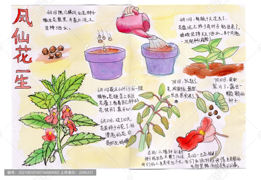 鳳仙花的一生自然筆記