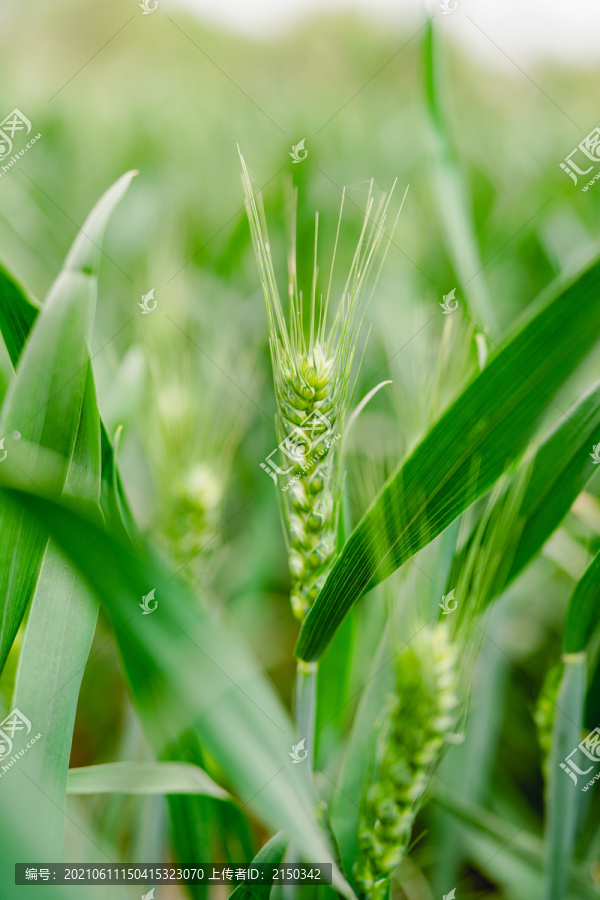 新疆有机小麦