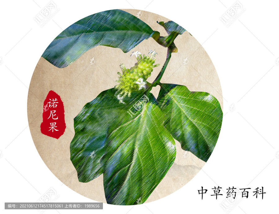 海濱木吧戟