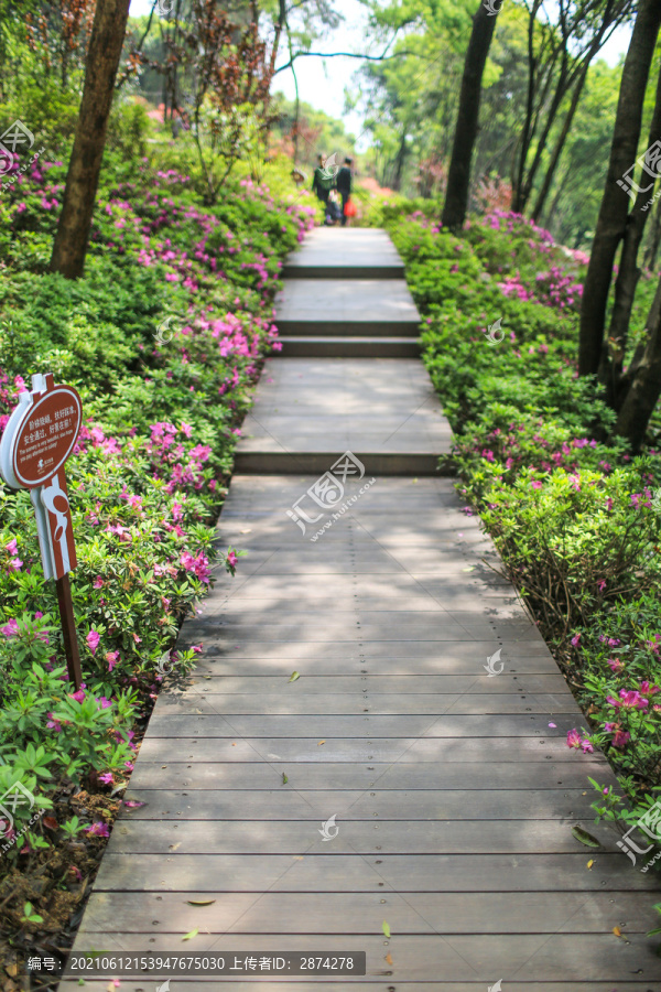 武汉东湖杜鹃花