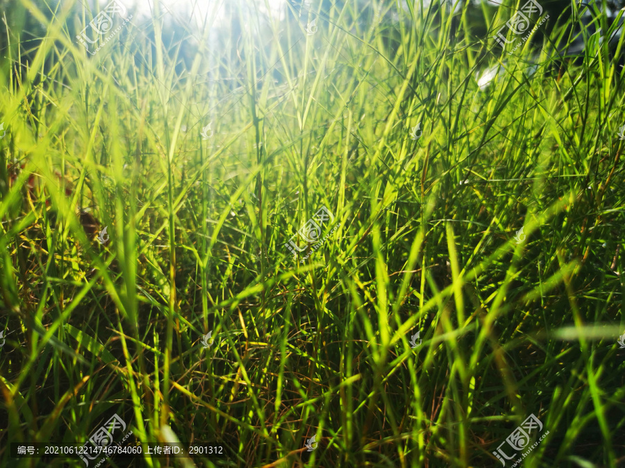 野草青草