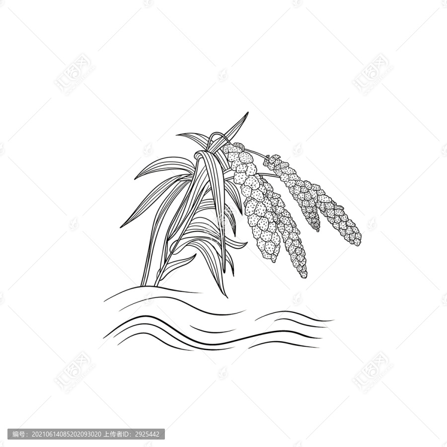 線描小米