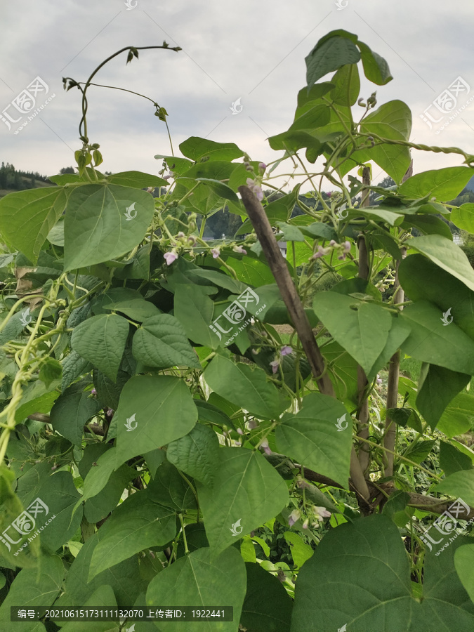 菜园里的四季豆种植