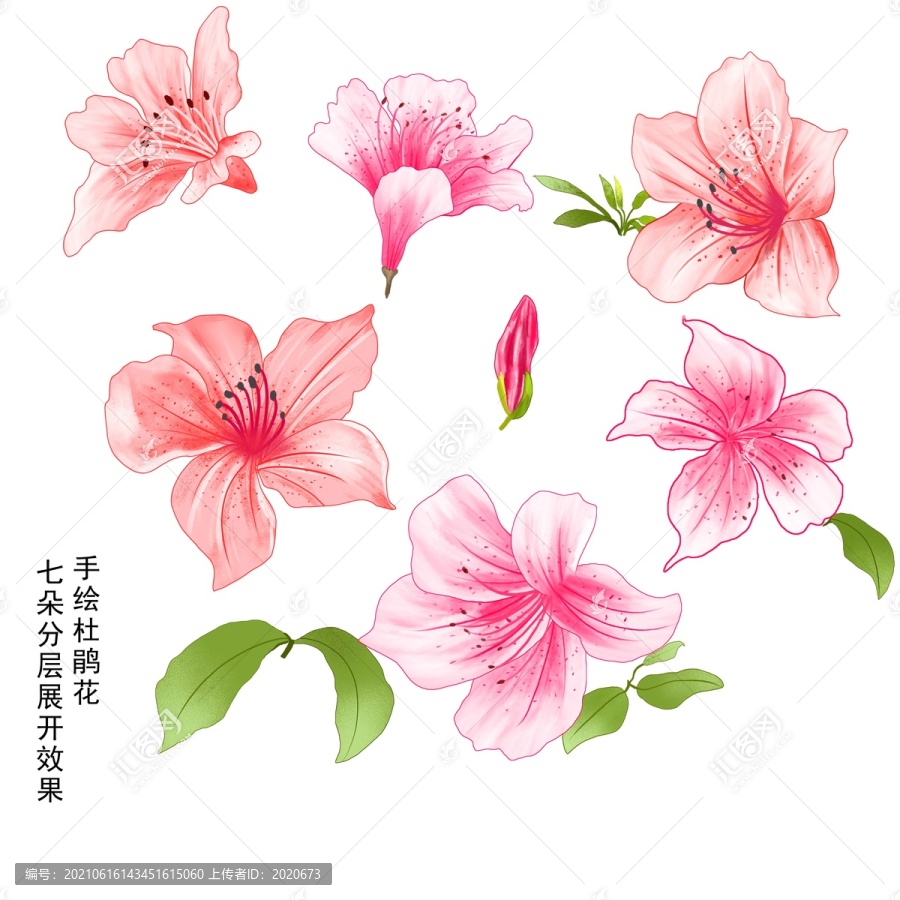 手繪杜鵑花