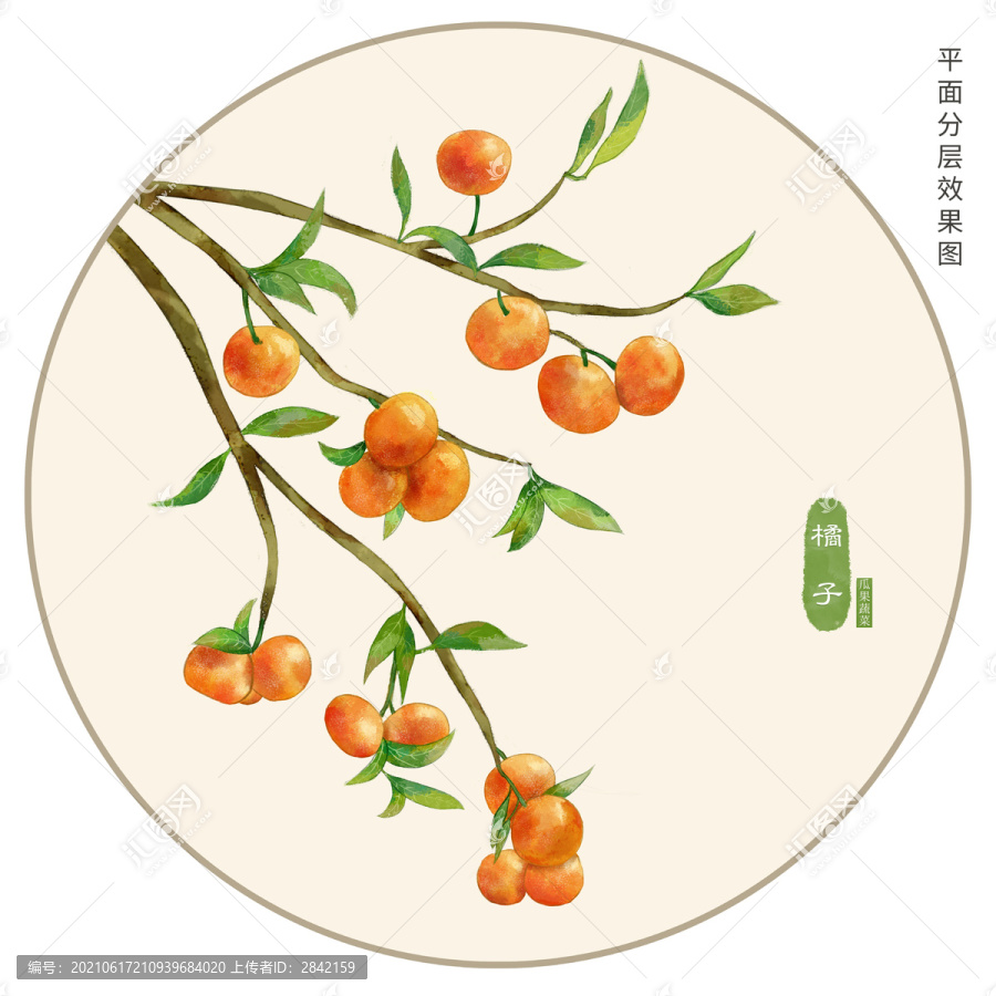 手繪橘子插畫