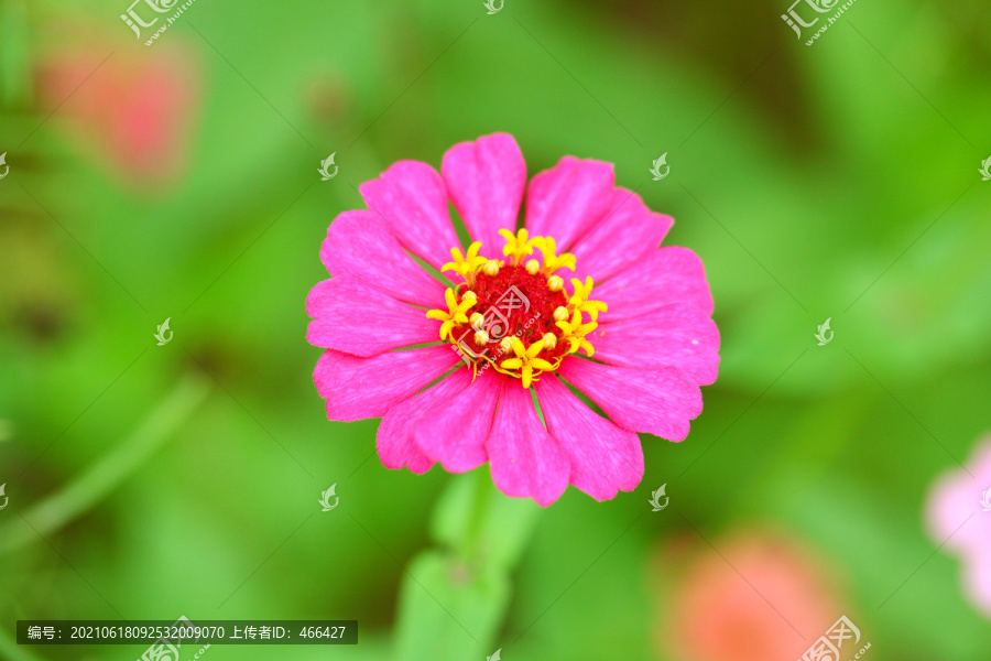 百日菊