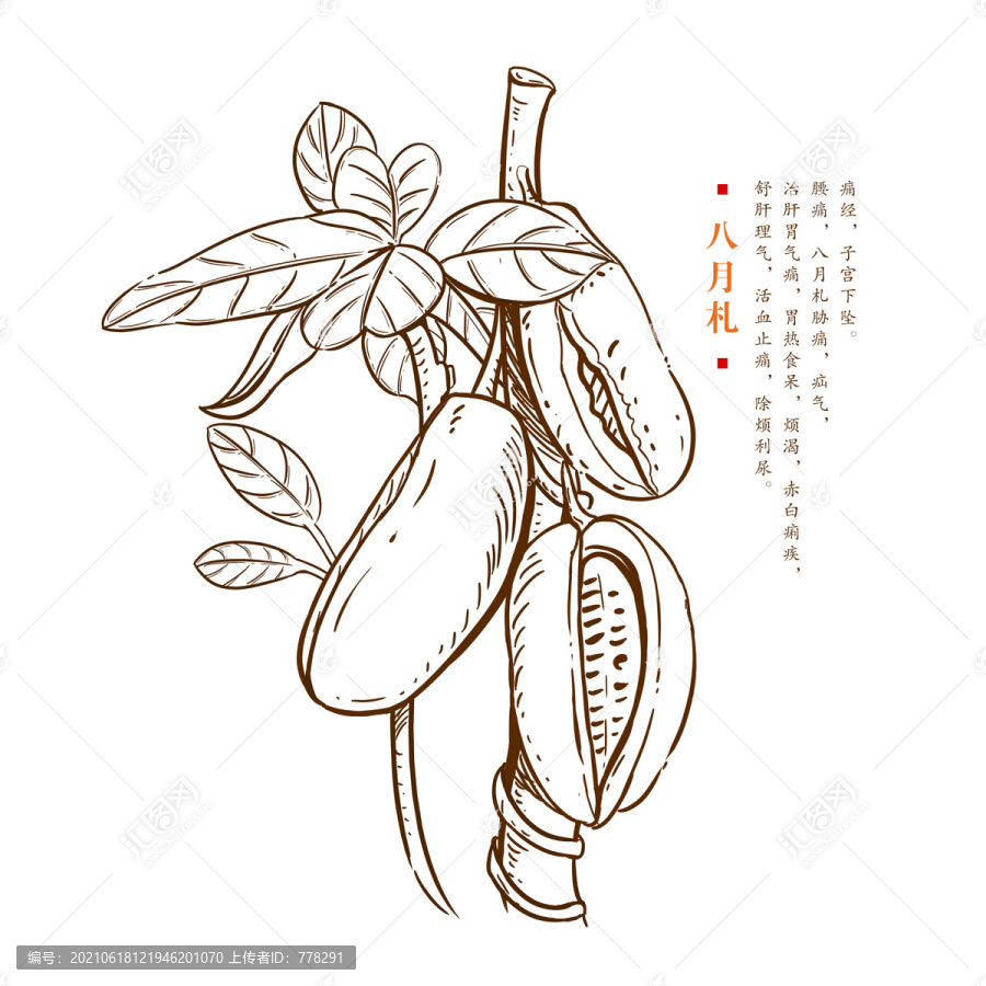 八月扎