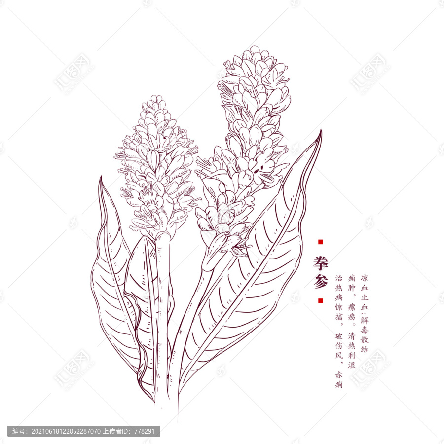 手繪拳參