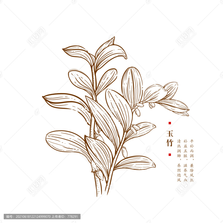 玉竹線稿