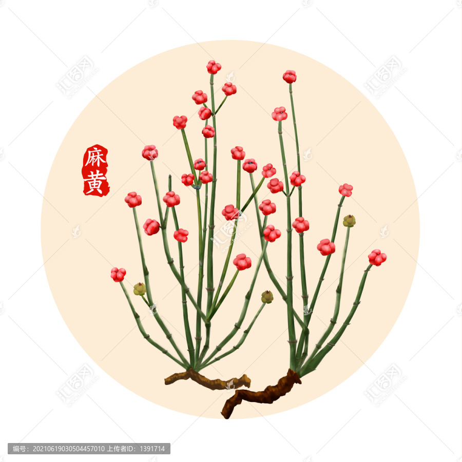 麻黃手繪