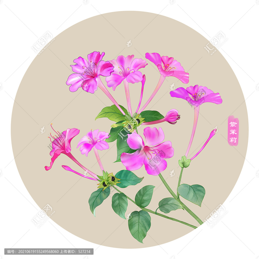 紫茉莉