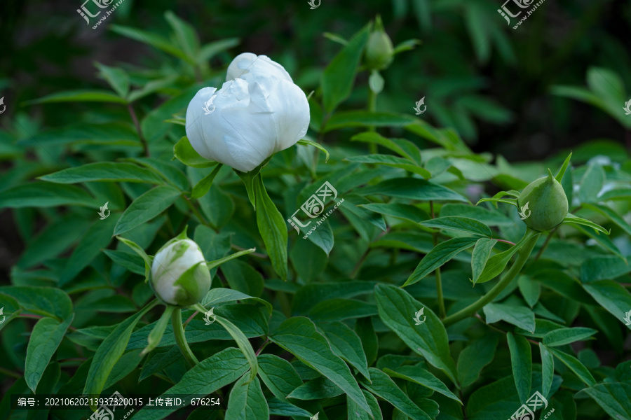 白色芍药花