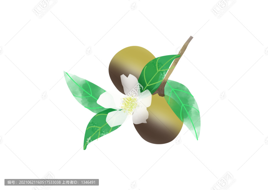 茶果手繪元素PSD分層