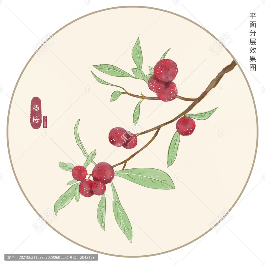 楊梅插畫