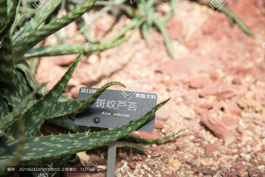 热带植物园里的斑纹芦荟