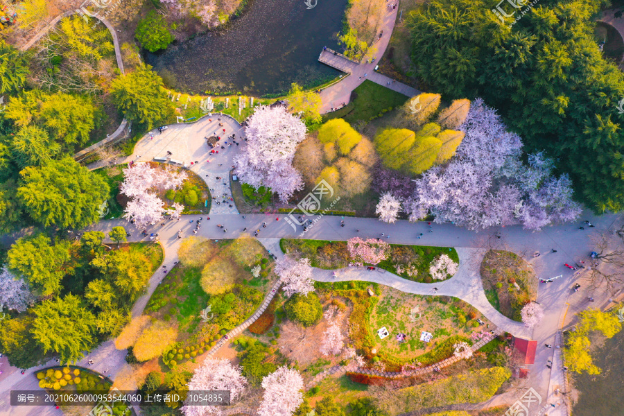 青岛中山公园春天