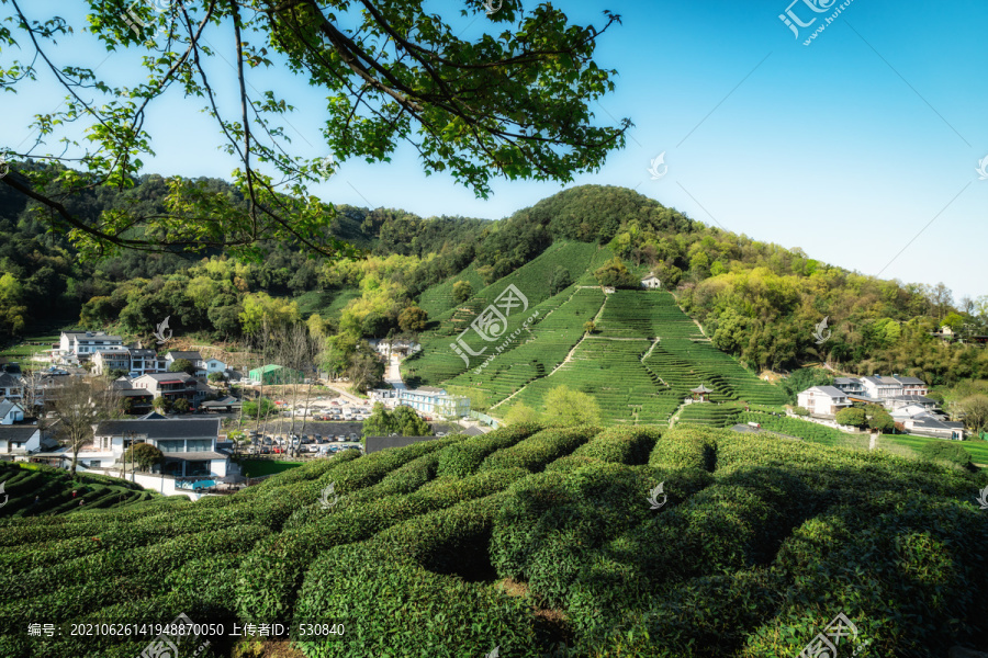 著名茶乡乡村田园