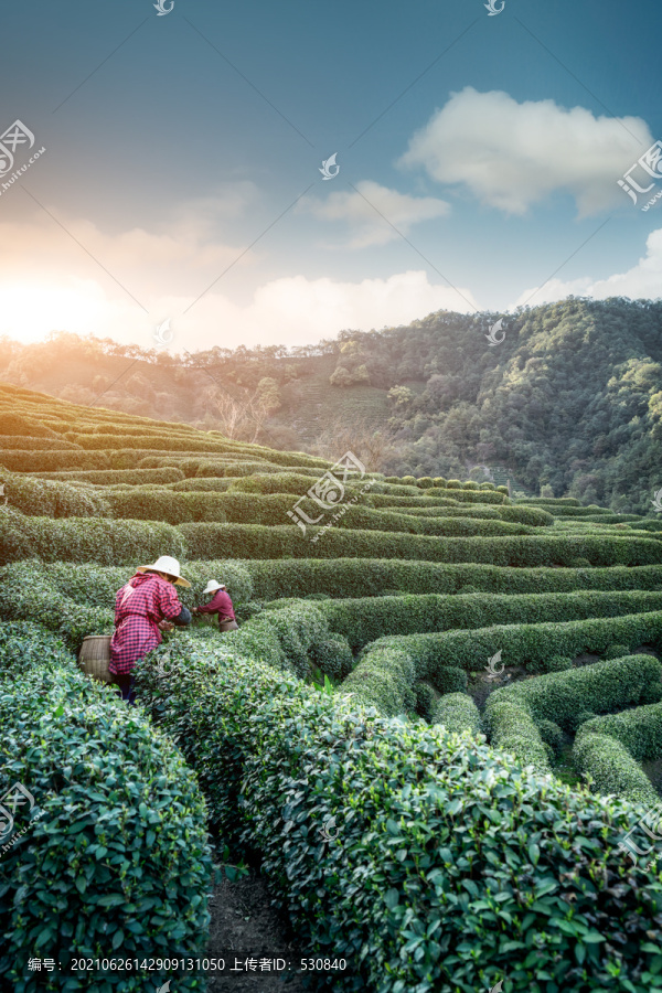 茶园梯田有机茶田