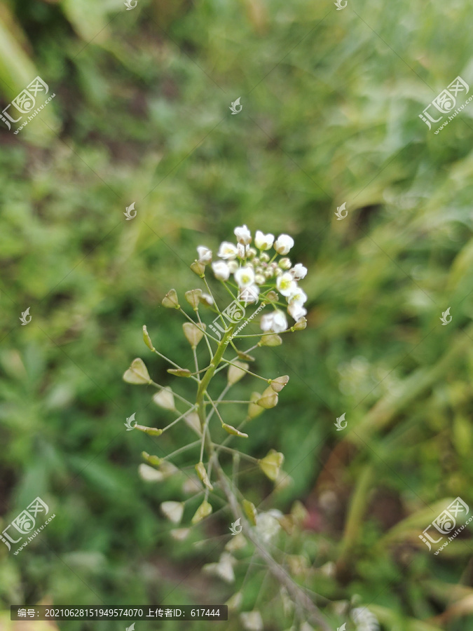 荠菜花