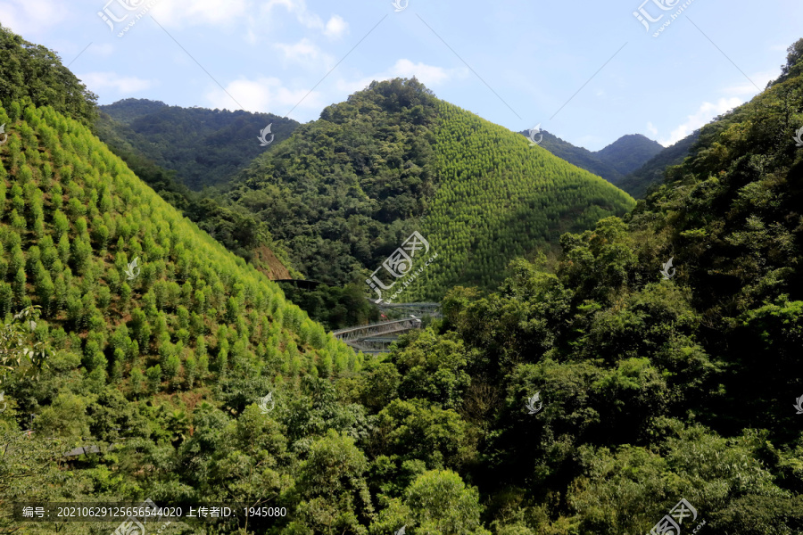 青山绿植