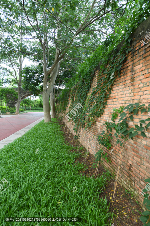 路边种植的地锦