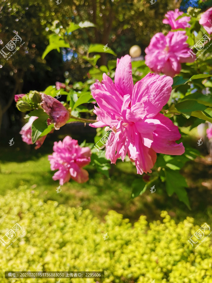 木槿花