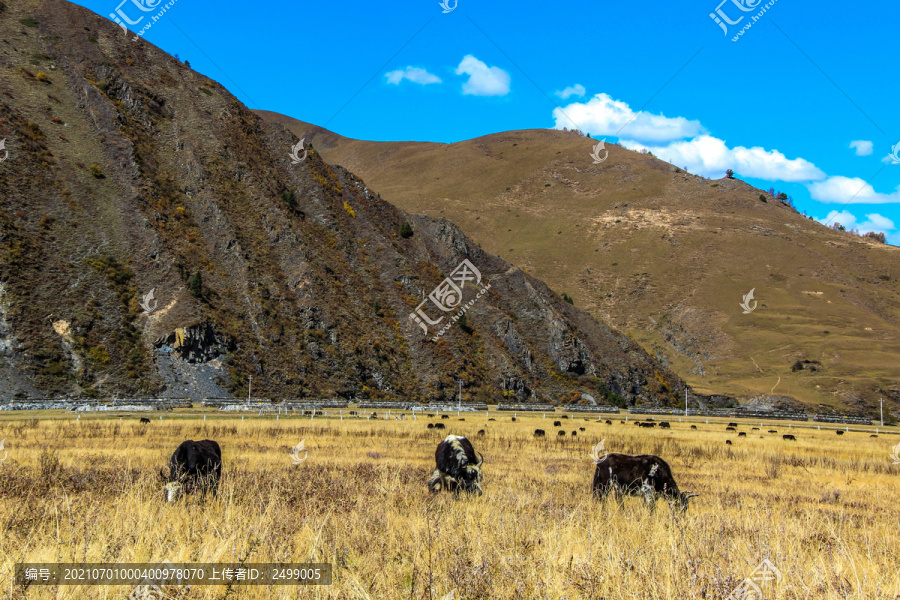 高原草原牦牛