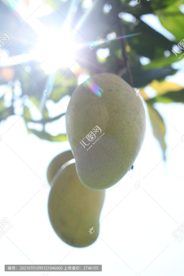 芒果树上的芒果