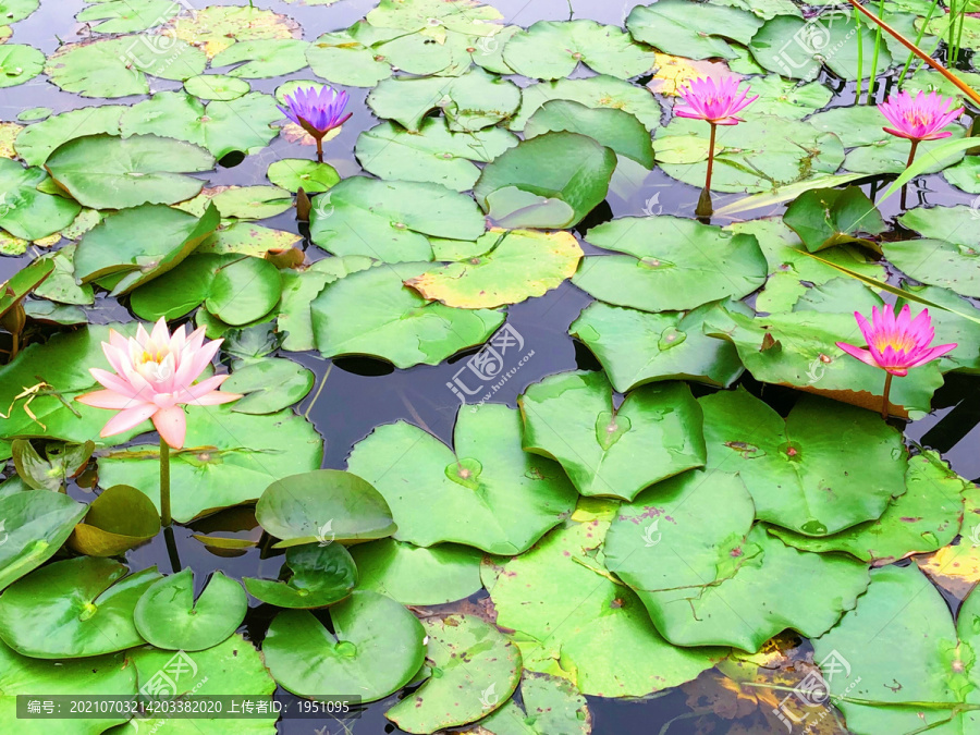 水仙花