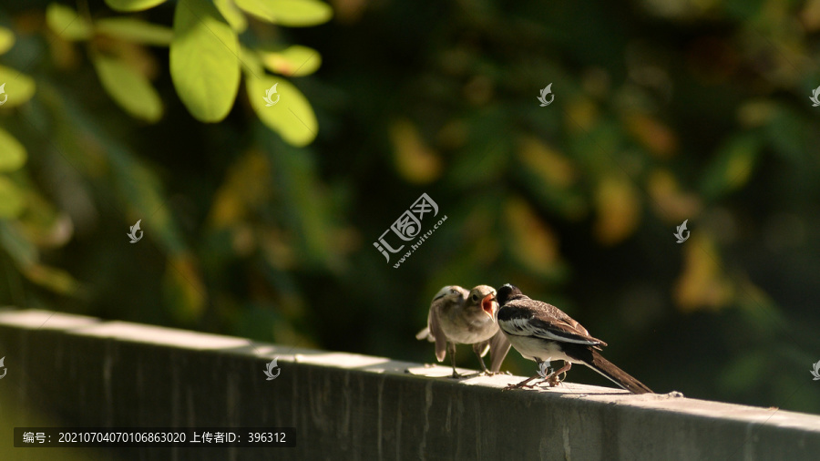 小鸟喂食