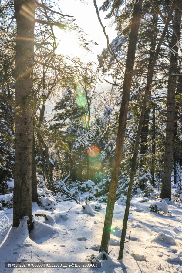 积雪阳光树枝