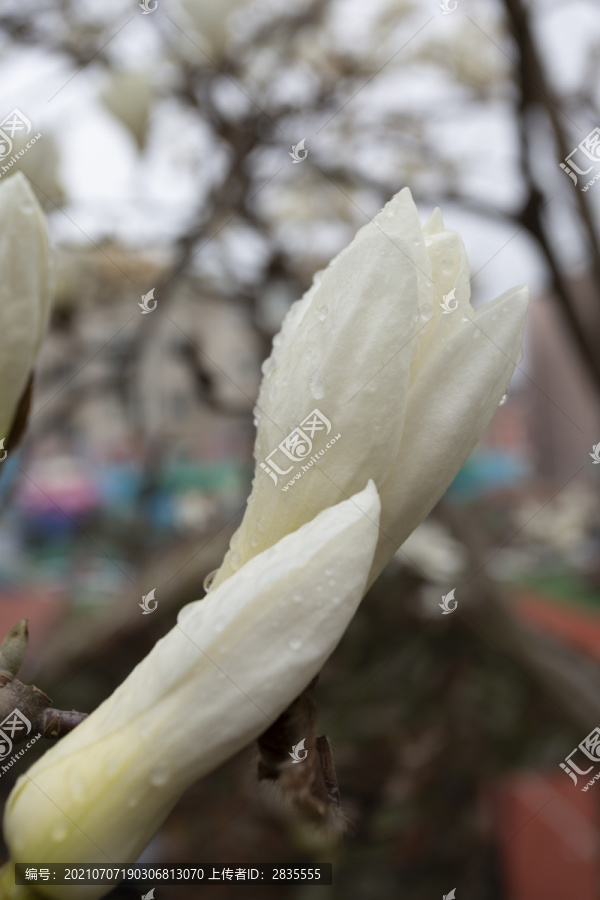 雨后的玉兰花