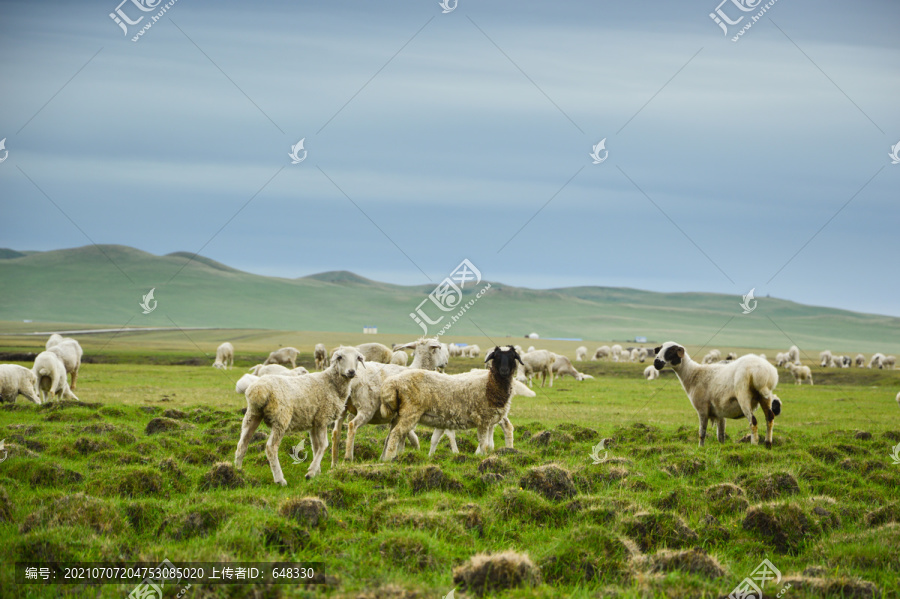 草原羊群风光