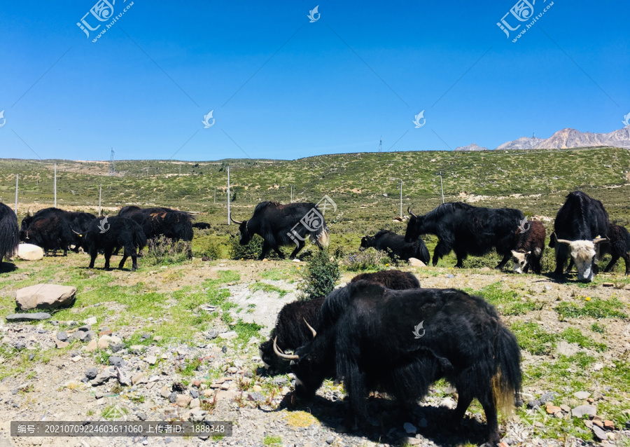 高原上的牦牛