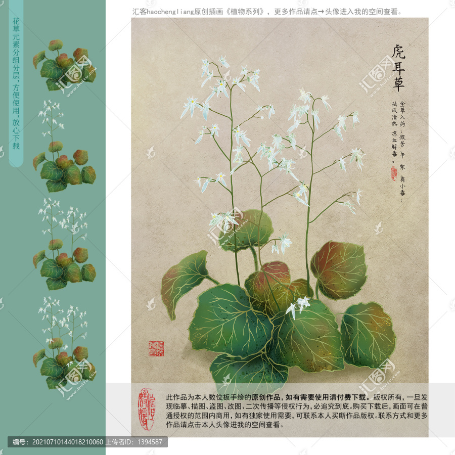 板繪電腦手繪虎耳草中藥插畫
