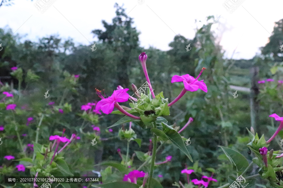 凤仙花