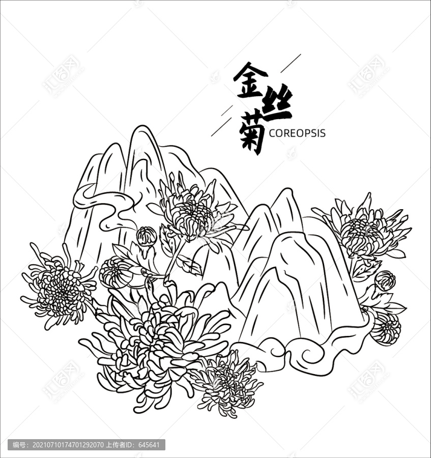 金絲菊素描