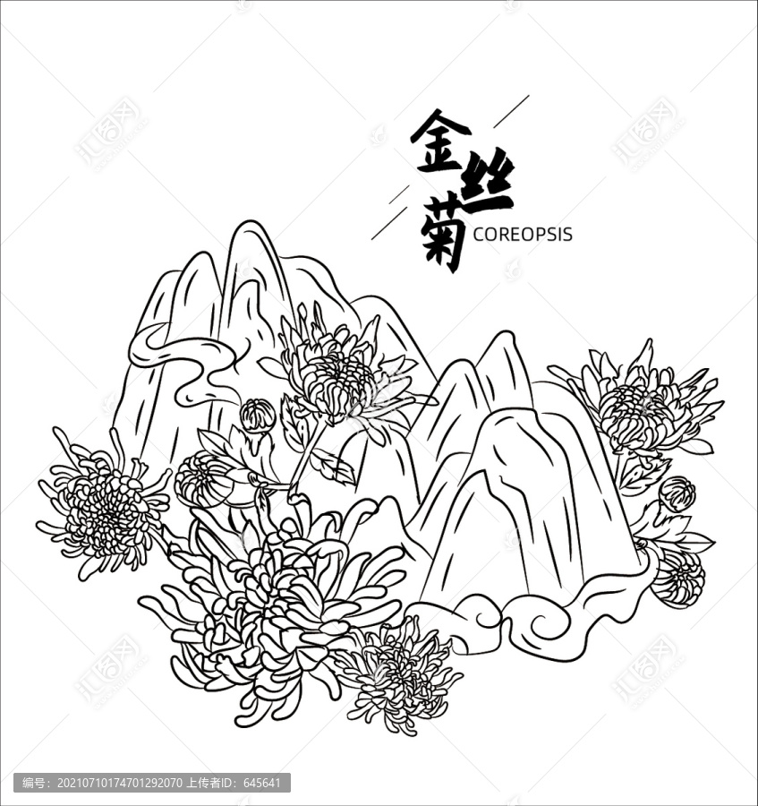 金丝菊素描