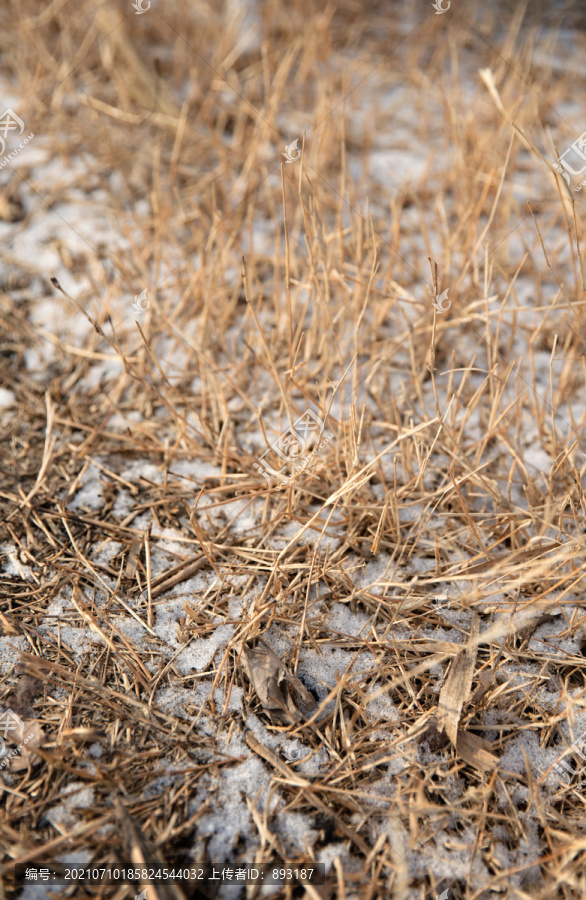 冬天户外黄土地上的野草残雪和灰