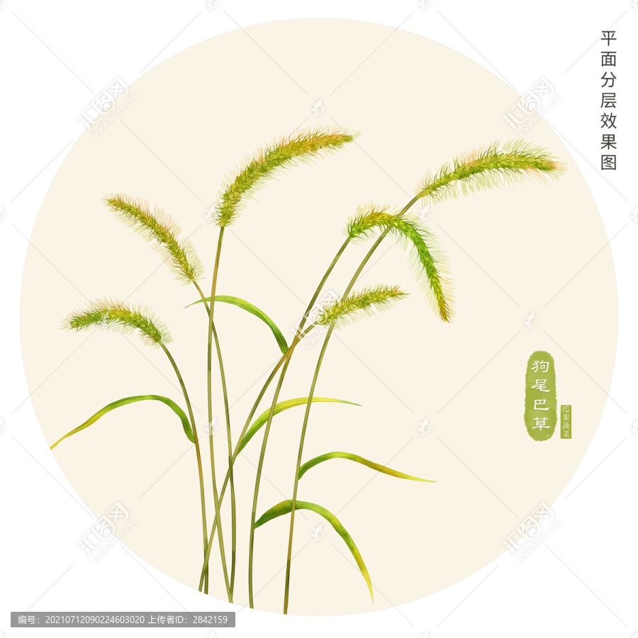 狗尾巴草