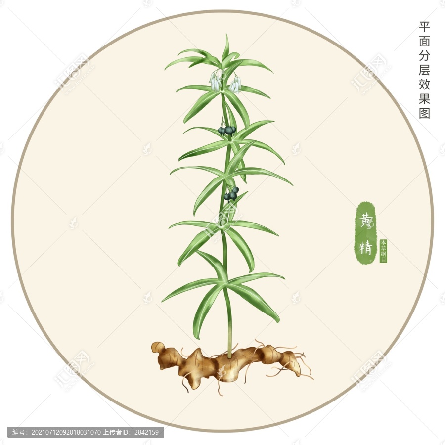 黃精