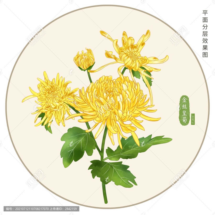 手繪金絲皇菊