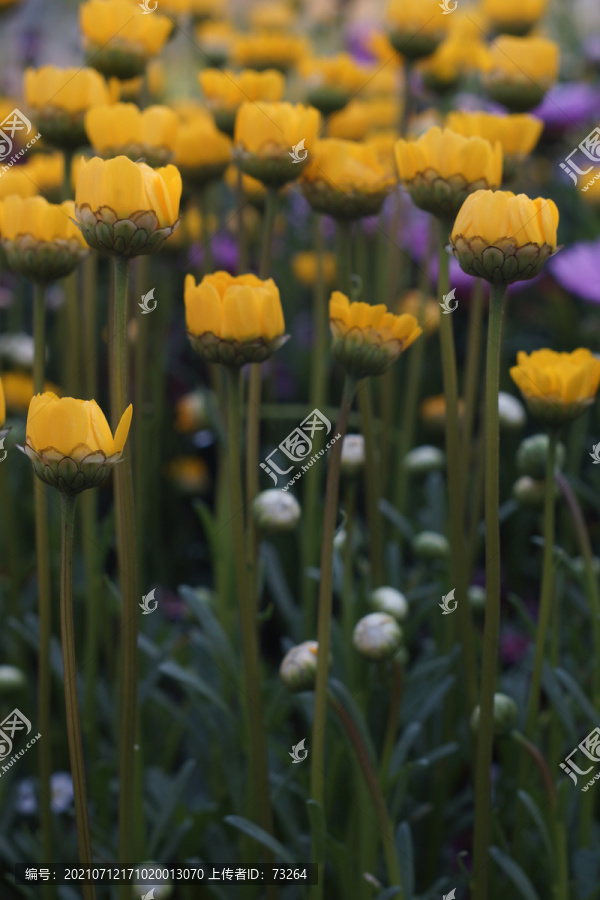 花卉花卉