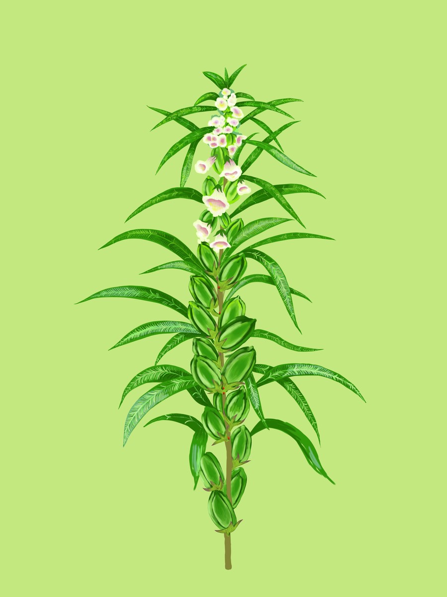 芝麻