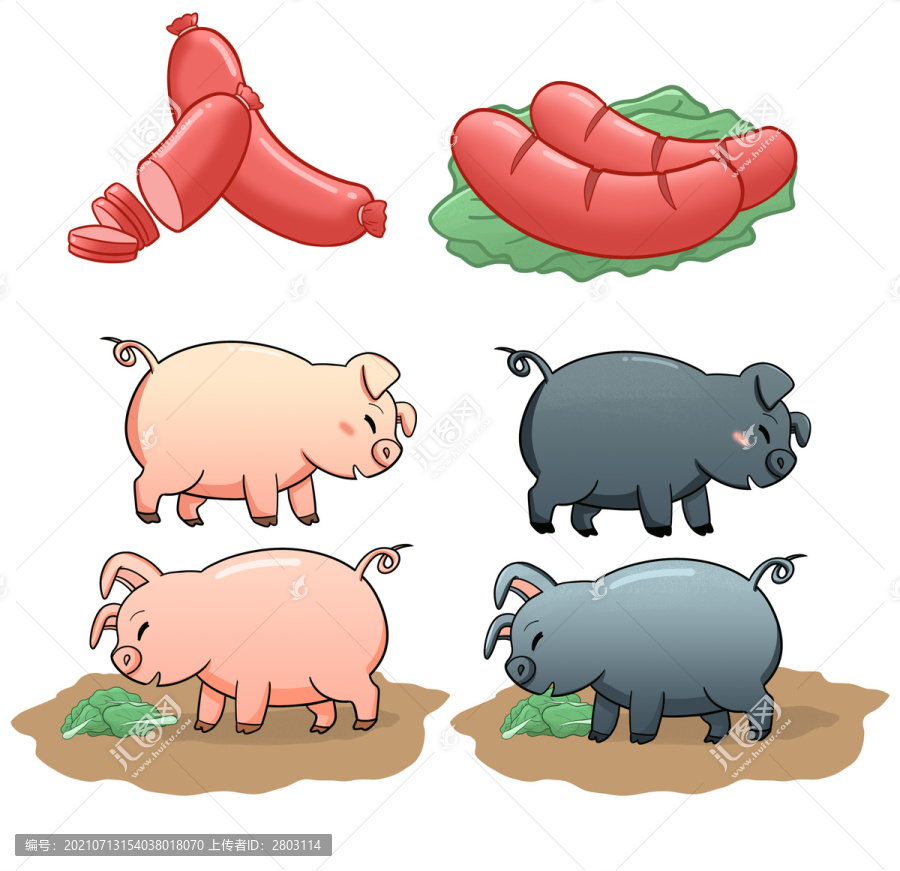 黑山豬黑豬肉插畫