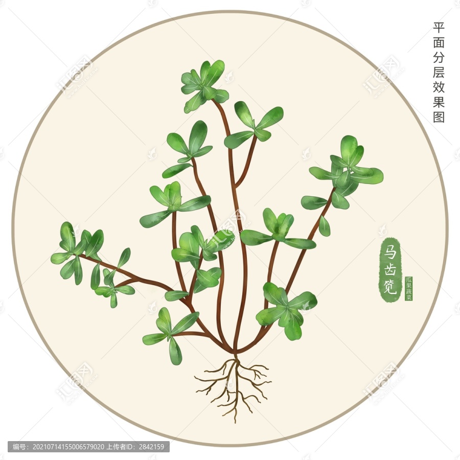 手繪馬齒筧
