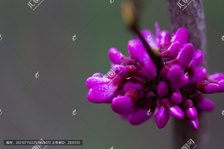 雨后的紫荆花